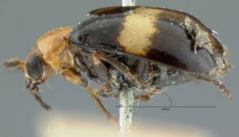 Media type: image; Entomology 18446   Aspect: habitus lateral view